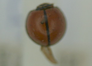  (Chilocorus sp - NMK-ENTO 2262)  @11 [ ] Unspecified (default): All Rights Reserved  Unspecified Unspecified