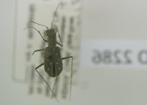  (Cicindela rectangularis - NMK-ENTO 2286)  @11 [ ] Unspecified (default): All Rights Reserved  Unspecified Unspecified