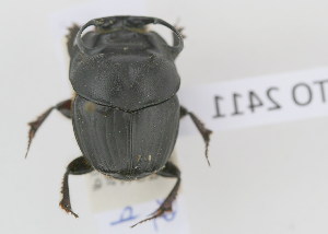  (Proagoderus sp - NMK-ENTO 2411)  @11 [ ] Unspecified (default): All Rights Reserved  Unspecified Unspecified