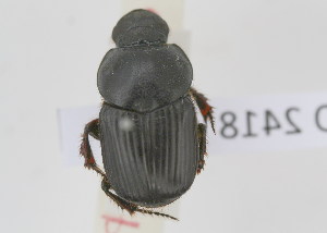  (Onitis sp - NMK-ENTO 2418)  @11 [ ] Unspecified (default): All Rights Reserved  Unspecified Unspecified