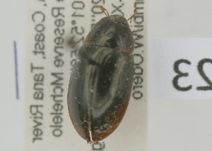  (Sternolophus sp - NMK-ENTO 2623)  @11 [ ] Unspecified (default): All Rights Reserved  Unspecified Unspecified