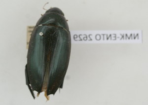  (Hydrophilus aculeatus - NMK-ENTO 2629)  @11 [ ] Unspecified (default): All Rights Reserved  Unspecified Unspecified