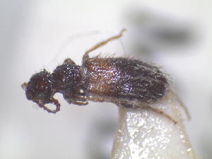  (Anthicus sp - 13323-AnthA03)  @11 [ ] Copyright (2012) Fabian Haas icipe