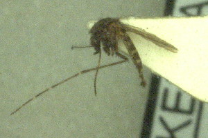  (Aedes natronius - BOG 1286)  @12 [ ] Copyright (2011) NMK National Museums of Kenya