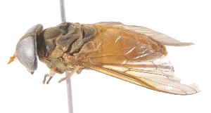  (Tabanus thoracinus - 19632TabaF06)  @14 [ ] Copyright (2013) Joseph Gitau icipe