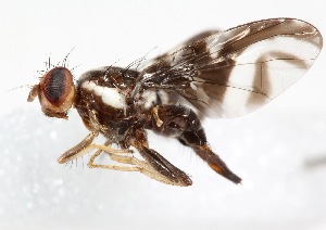  (Carpophthoromyia sp. n. A - 14681TephB1)  @11 [ ] Copyright (2013) RS Copeland Unspecified