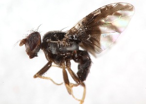  (Trirhithrum sp. n - 14681TephD5)  @13 [ ] Copyright (2013) RS Copeland Unspecified
