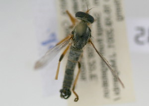  (Ommatius sp - NMK-ENTO 2045)  @11 [ ] Unspecified (default): All Rights Reserved  Unspecified Unspecified