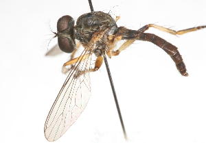  (Pygommatius vultus - 14387-AsilidA6)  @11 [ ] Copyright (2011) RS Copeland Unspecified