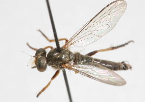  (Pygommatius neglectus - 14387-AsilidA8)  @11 [ ] Copyright (2011) RS Copeland Unspecified