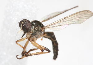  (Pygommatius dasypogon - 14387-AsilidA11)  @11 [ ] Copyright (2011) RS Copeland Unspecified