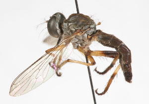  (Pygommatius - 14387-AsilidB5)  @11 [ ] Copyright (2011) RS Copeland Unspecified