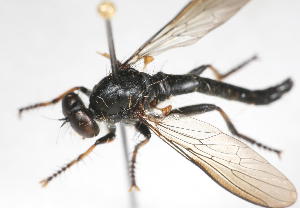  (Ommatius longipennis - 14387-AsilidC2)  @11 [ ] Copyright (2011) RS Copeland Unspecified