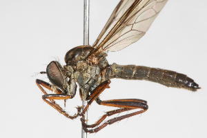  (Ommatius venator - 14387-AsilidC3)  @11 [ ] Copyright (2011) RS Copeland Unspecified