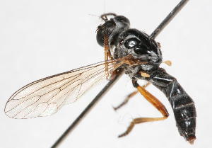  (Metommatius - 14387-AsilidD2)  @11 [ ] Copyright (2011) RS Copeland Unspecified