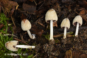  (Coprinellus domesticus - MQ22-KEG004-HRL3425)  @11 [ ] Copyright (c) (2021) Renee Lebeuf Mycoquebec