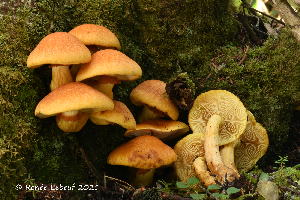  (Gymnopilus voitkii - MQ22-KEG043-HRL3464)  @11 [ ] Copyright (c) (2021) Renee Lebeuf Mycoquebec