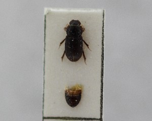  (Afrodiastictus - CCDB-34926-B10)  @11 [ ] Unspecified (default): All Rights Reserved  Unspecified Unspecified