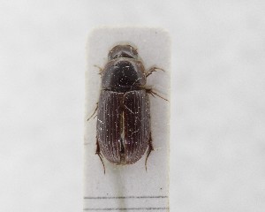  (Pharaphodius discoidalis - CCDB-34926-G03)  @11 [ ] Unspecified (default): All Rights Reserved  Unspecified Unspecified