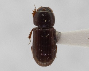  (Ataeniopsis duncani - CCDB-34926-G04)  @11 [ ] Unspecified (default): All Rights Reserved  Unspecified Unspecified