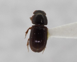  (Ataeniopsis edistoi - CCDB-34926-G06)  @11 [ ] Unspecified (default): All Rights Reserved  Unspecified Unspecified