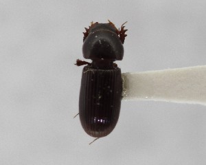  (Ataeniopsis parkeri - CCDB-34926-G07)  @11 [ ] Unspecified (default): All Rights Reserved  Unspecified Unspecified