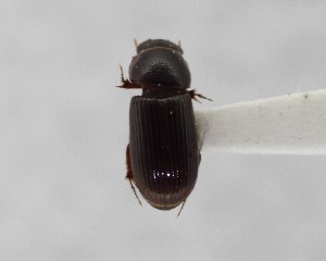  (Ataeniopsis rugopygus - CCDB-34926-G09)  @11 [ ] Unspecified (default): All Rights Reserved  Unspecified Unspecified