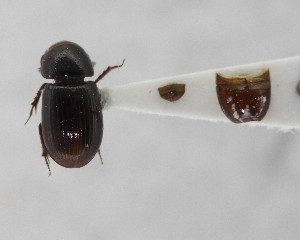  (Ataeniopsis saxatilis - CCDB-34926-G11)  @11 [ ] Unspecified (default): All Rights Reserved  Unspecified Unspecified