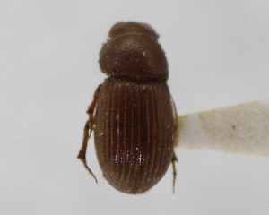  (Haroldiataenius convexus - CCDB-34926-H09)  @11 [ ] Unspecified (default): All Rights Reserved  Unspecified Unspecified