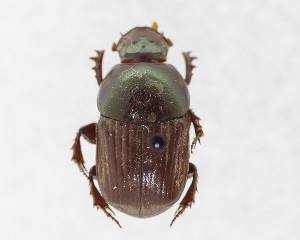  ( - CCDB-34934-C04)  @11 [ ] Unspecified (default): All Rights Reserved  Unspecified Unspecified