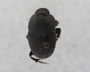  ( - CCDB-34934-D02)  @11 [ ] Unspecified (default): All Rights Reserved  Unspecified Unspecified