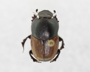  ( - CCDB-34934-D04)  @11 [ ] Unspecified (default): All Rights Reserved  Unspecified Unspecified