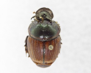  ( - CCDB-34934-E03)  @11 [ ] Unspecified (default): All Rights Reserved  Unspecified Unspecified