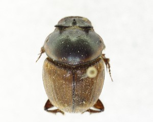  ( - CCDB-34934-E04)  @11 [ ] Unspecified (default): All Rights Reserved  Unspecified Unspecified