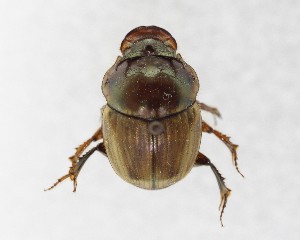  (Digitonthophagus bonasus - CCDB-34934-E05)  @11 [ ] Unspecified (default): All Rights Reserved  Unspecified Unspecified