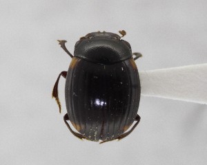  (Apotolamprus quadrinotatus - CCDB-34934-E09)  @11 [ ] Unspecified (default): All Rights Reserved  Unspecified Unspecified