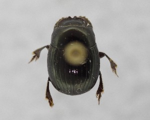  ( - CCDB-34934-E11)  @11 [ ] Unspecified (default): All Rights Reserved  Unspecified Unspecified