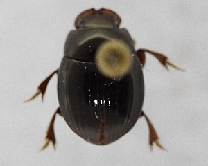  ( - CCDB-34934-F04)  @11 [ ] Unspecified (default): All Rights Reserved  Unspecified Unspecified