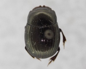  ( - CCDB-34934-F05)  @11 [ ] Unspecified (default): All Rights Reserved  Unspecified Unspecified