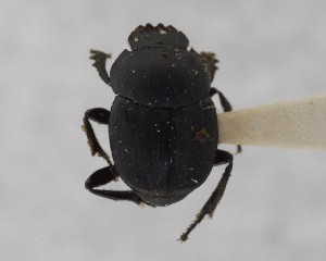  ( - CCDB-34934-G03)  @11 [ ] Unspecified (default): All Rights Reserved  Unspecified Unspecified