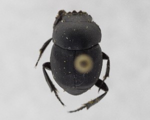  ( - CCDB-34934-G09)  @11 [ ] Unspecified (default): All Rights Reserved  Unspecified Unspecified