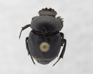  ( - CCDB-34934-G10)  @11 [ ] Unspecified (default): All Rights Reserved  Unspecified Unspecified