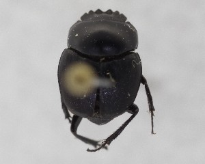  ( - CCDB-34934-G11)  @11 [ ] Unspecified (default): All Rights Reserved  Unspecified Unspecified