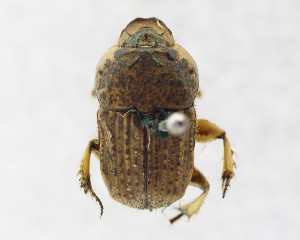  (Cheironitis scabrosus - CCDB-34934-H04)  @11 [ ] Unspecified (default): All Rights Reserved  Unspecified Unspecified