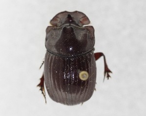  ( - CCDB-34934-H08)  @11 [ ] Unspecified (default): All Rights Reserved  Unspecified Unspecified