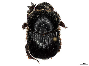  (Onitis uncinatus - CCDB-37899-B07)  @11 [ ] CreativeCommons - Attribution Share - Alike (2024) CBG Photography Group Centre for Biodiversity Genomics