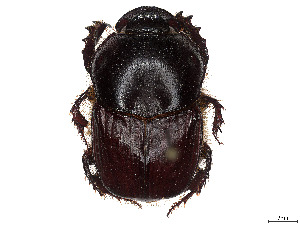  ( - CCDB-37899-B08)  @11 [ ] CreativeCommons - Attribution Share - Alike (2024) CBG Photography Group Centre for Biodiversity Genomics