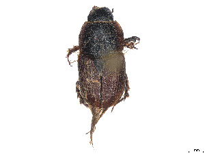  ( - CCDB-37899-F03)  @11 [ ] CreativeCommons - Attribution Share - Alike (2024) CBG Photography Group Centre for Biodiversity Genomics