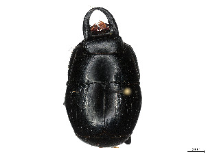  ( - CCDB-37899-H07)  @11 [ ] CreativeCommons - Attribution Share - Alike (2024) CBG Photography Group Centre for Biodiversity Genomics