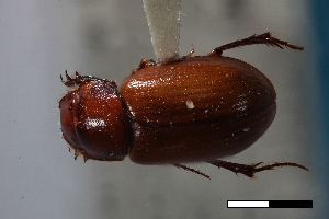  (Cinacanthus coquilletti - USNM ENT 02004596)  @11 [ ] Unspecified (default): All Rights Reserved  Unspecified Unspecified